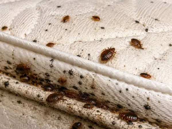 Fumigation and Pest Control Services in Nairobi